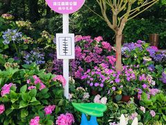 -上海滨江森林公园