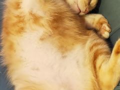 -平行世界·猫咖(首经贸店)