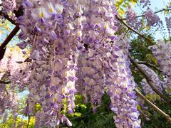 -嘉定紫藤园