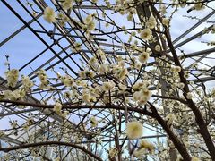 -北京鹫峰国家森林公园