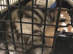 -米苏动物医院·犬猫专科·骨科外科内窥镜
