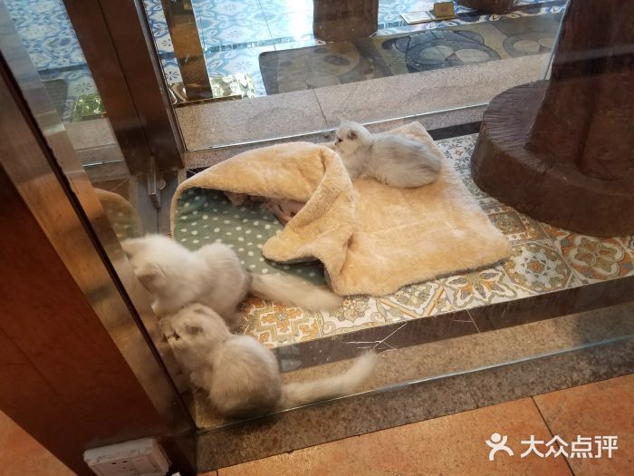 more than meow吴止猫主题餐厅(承德 中船汇店)图片