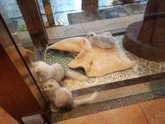 -more than meow吴止猫主题餐厅(承德 中船汇店)