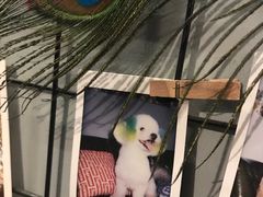 -超宠爱宠物摄影-Super pet