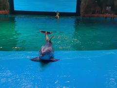 -芜湖新华联大白鲸海洋公园