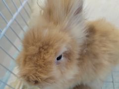 -怪兽屋·羊驼·猫咖·狗咖(俊华广场店)