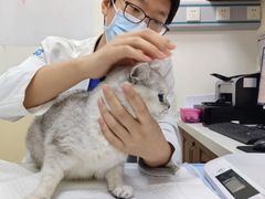 -美联众合动物医院·24h转诊中心