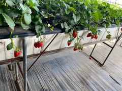 -甜心庄园·甜心草莓采摘园(西青中北店)