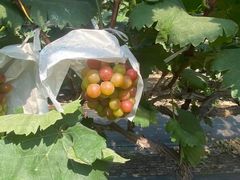 -马陆小张葡萄园农家乐