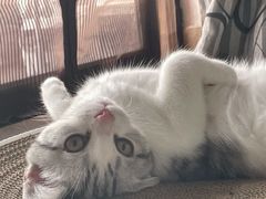 -lincat·猫舍(广州店)