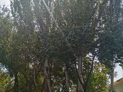 -库车王府