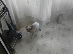 -BABIT巴比特宠物(MOMOPARK店)