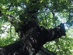 -青岛崂山太清宫