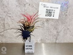 -LESCEDARS Brasserie Bistro香柏树