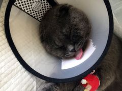 -芭比堂动物医院·犬猫全科·异宠专科(雁塔分院)