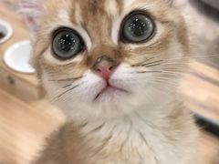 -袖虎·猫馆(体育西路店)