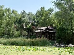 -莲湖公园