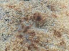 -徐记红川肉烧饼