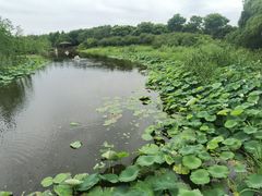 -同里国家湿地公园