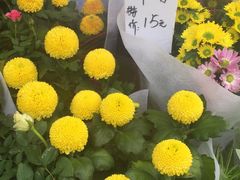 -曲阳花鸟市场(曲阳路店)