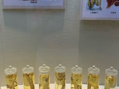 -广东中医药博物馆