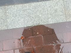 -河南省体育场馆中心游泳馆