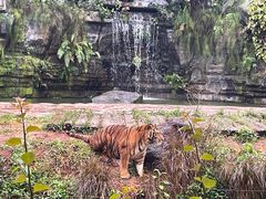 -海南热带野生动植物园