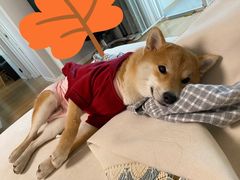 -瑞派·关忠动物医院·异宠专科·犬猫肿瘤·皮肤专科(望京店)