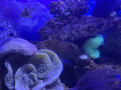 -芜湖新华联大白鲸海洋公园