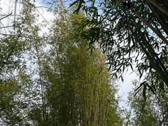 -潜山国家森林公园