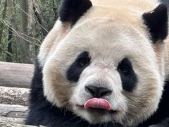 -都江堰中华大熊猫苑