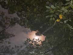 -东风公园