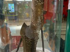 -上海昆虫博物馆