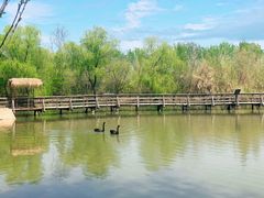 -溱湖国家湿地公园