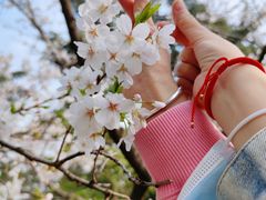 -武汉大学-樱园