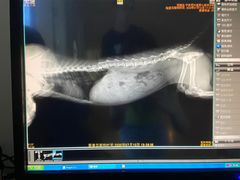 -灵美宠物诊所