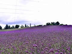 -紫颐香薰山谷景区