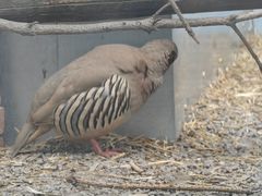 -青藏高原野生动物园