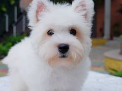 -翊宠yipet猫狗购宠庄园犬舍•猫舍