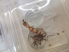 -华声天桥民俗文化园