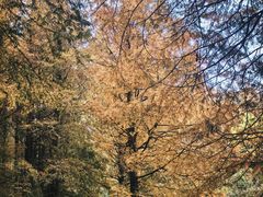 -山王坪喀斯特国家生态公园