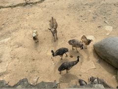 -泉州海丝野生动物世界