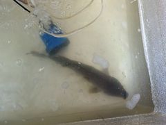 -东北烧烤铁锅炖水库鱼