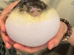 -肆月河豚·新淮扬(金融街店)