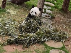 -西霞口神雕山野生动物世界