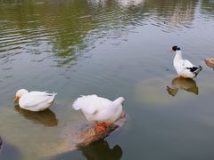 -莲湖公园