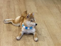 -南京Hallo宠物乐园·哈罗犬舍·柴犬繁育基地