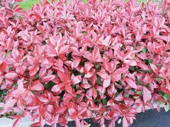 -艾溪湖湿地公园