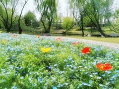 -上海滨江森林公园