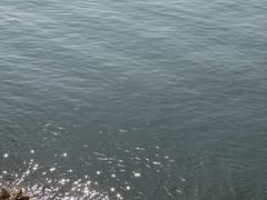 -望湖烤鱼
